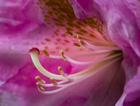 Rhody Stamens