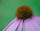 Cone Flower