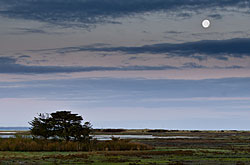 Moon over saltmarsh