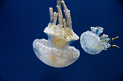 jellyfish
